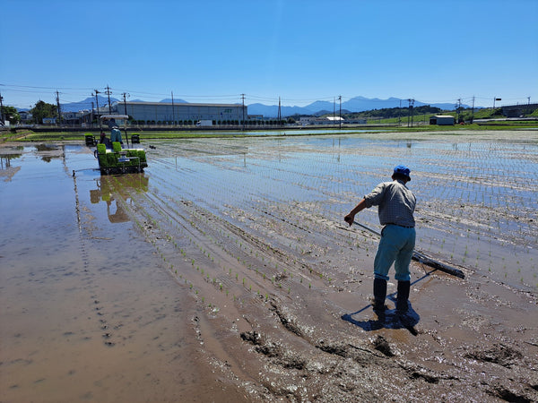 倉吉農業高校　高校生が作った 愛情たっぷりの星空舞(新米 5kg)送料込