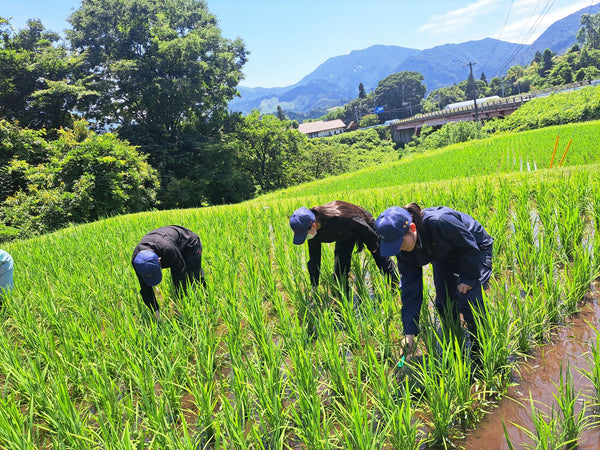 倉吉農業高校　高校生が作った 愛情たっぷりの星空舞(新米 5kg)送料込